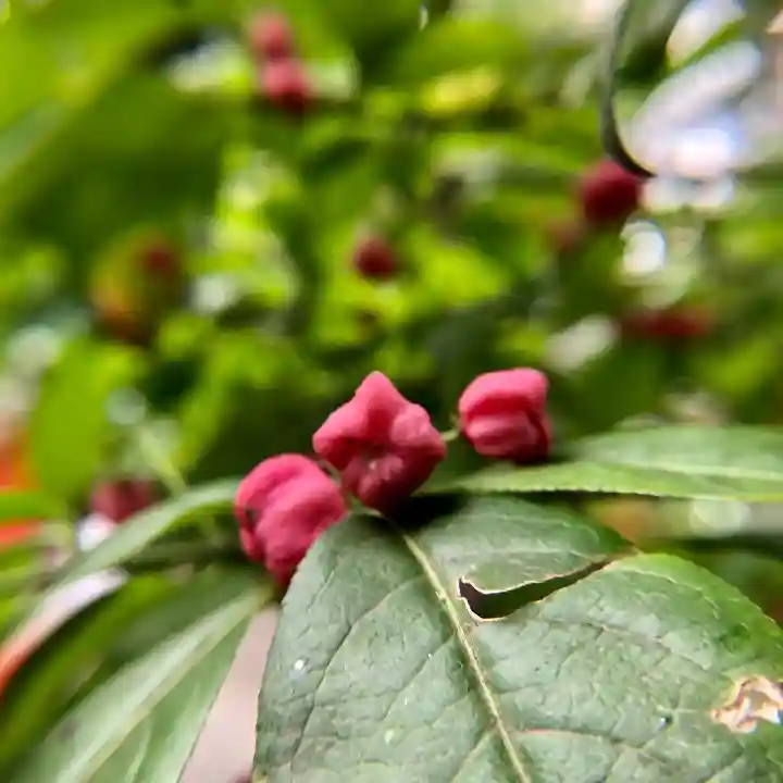 田無神社の自然