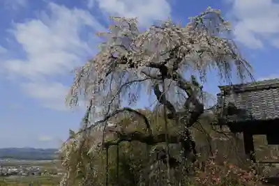 地蔵院(京都府)