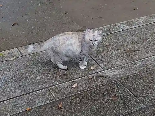 麻賀多神社の動物