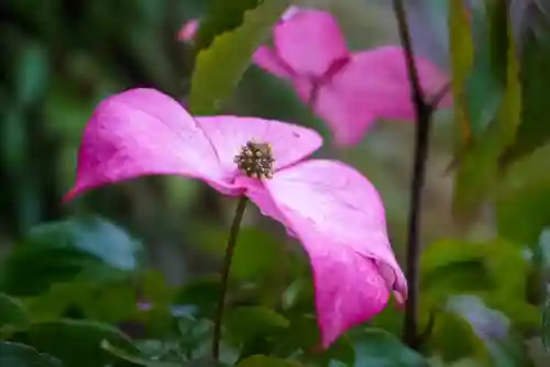 尻岸内八幡神社(北海道)