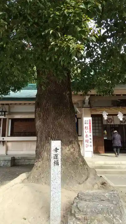 真清田神社の自然