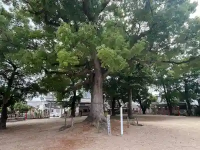 許麻神社の{uncategorized: "未分類", other: "その他", undefined: "問題あり", building: "その他建物", grave: "お墓", sacred_gate: "鳥居", guardian: "狛犬", statue: "像", buddha: "仏像", history: "歴史", nature: "自然", garden: "庭園", animal: "動物", pagoda: "塔", temizu: "手水舎", mountain_gate: "山門・神門", sanctuary: "本殿・本堂", subordinate: "末社・摂社", art: "芸術", scenery: "景色", jizo: "地蔵", ema: "絵馬", goshuin: "御朱印", omikuji: "おみくじ", items: "授与品その他", amulet: "お守り", goshuincho: "御朱印帳", eats: "食事", festival: "お祭り", votive_dance: "神楽", shichigosan: "七五三参", wedding: "結婚式", experience: "体験その他", initially: "初詣", around: "周辺", anti_infection: "感染症対策"}