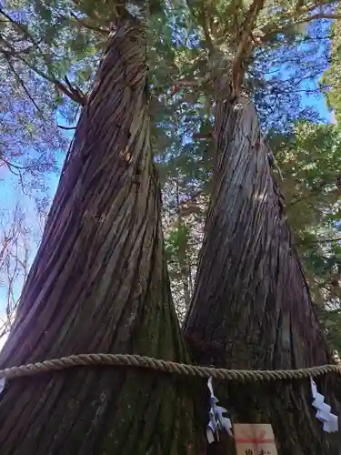 戸隠神社火之御子社の自然