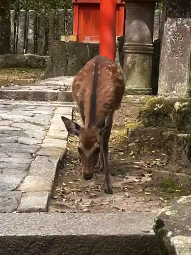 壺神神社 (春日大社末社)(奈良県)