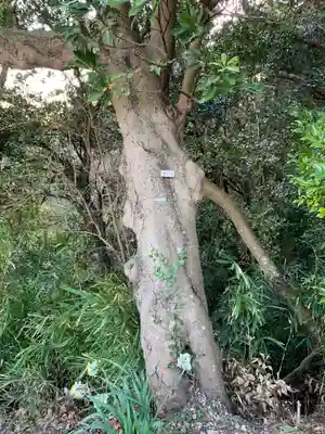 浅間神社の自然