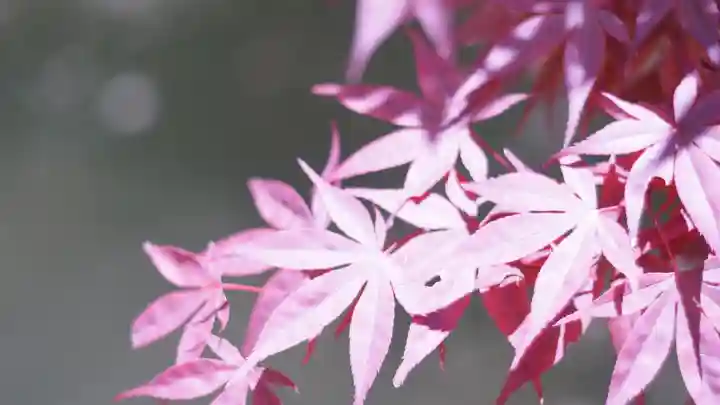 湊川神社(兵庫県)