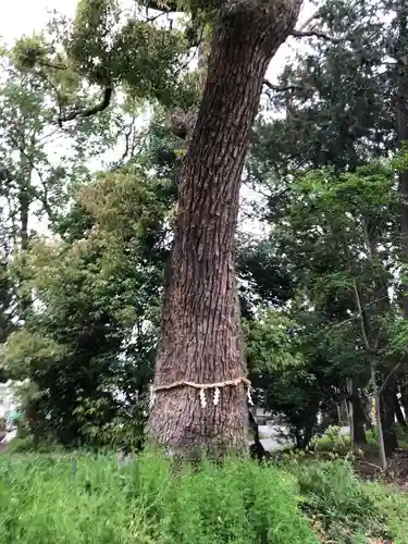 菱妻神社の自然