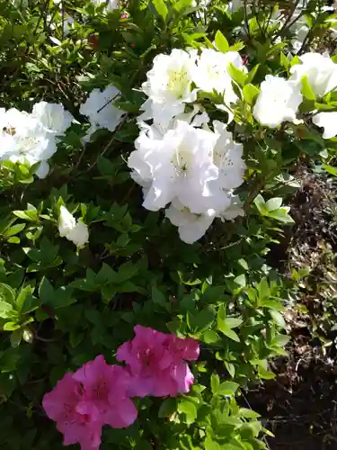 河内阿蘇神社(熊本県)