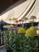 阿佐ヶ谷神明宮(東京都)