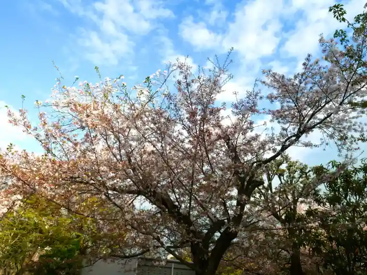 上品蓮台寺の自然
