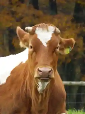 那須温泉神社(栃木県)