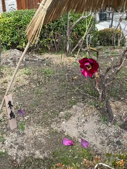 石光寺の{uncategorized: "未分類", other: "その他", undefined: "問題あり", building: "その他建物", grave: "お墓", sacred_gate: "鳥居", guardian: "狛犬", statue: "像", buddha: "仏像", history: "歴史", nature: "自然", garden: "庭園", animal: "動物", pagoda: "塔", temizu: "手水舎", mountain_gate: "山門・神門", sanctuary: "本殿・本堂", subordinate: "末社・摂社", art: "芸術", scenery: "景色", jizo: "地蔵", ema: "絵馬", goshuin: "御朱印", omikuji: "おみくじ", items: "授与品その他", amulet: "お守り", goshuincho: "御朱印帳", eats: "食事", festival: "お祭り", votive_dance: "神楽", shichigosan: "七五三参", wedding: "結婚式", experience: "体験その他", initially: "初詣", around: "周辺", anti_infection: "感染症対策"}