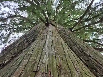 戸隠神社中社(長野県)