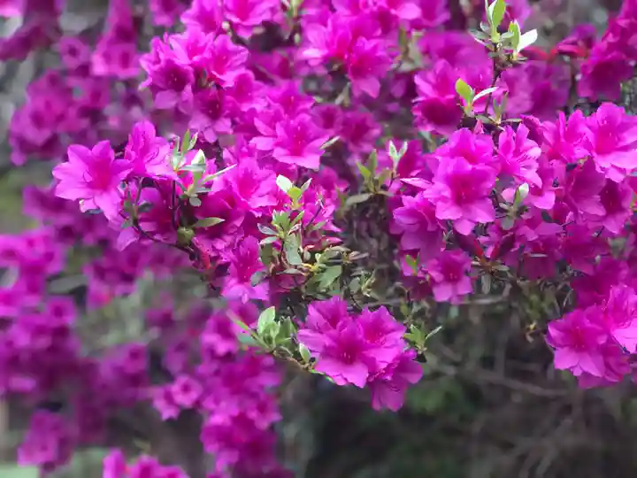 木舟山 順教寺の自然