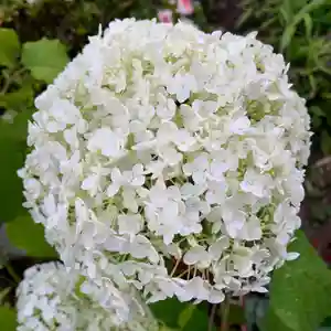 豊景神社の自然(2021年06月26日(土) 06時21分23秒投稿)