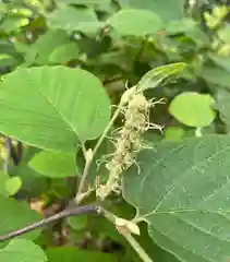 上野大佛の自然