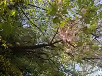 駒込富士神社(東京都)
