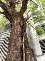 泥江縣神社の自然