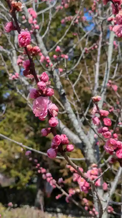 隨心院(随心院)(京都府)