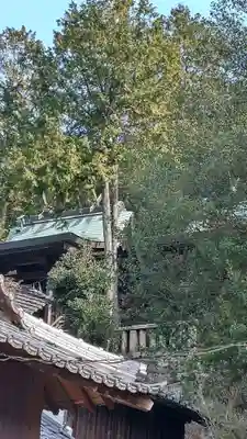 素盞嗚神社の本殿・本堂