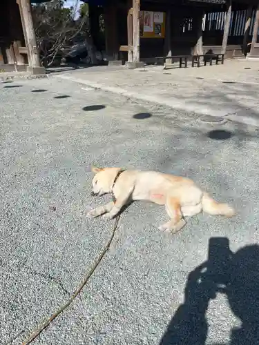 福島八幡宮の動物