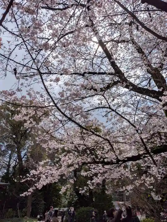 阿佐ヶ谷神明宮(東京都)