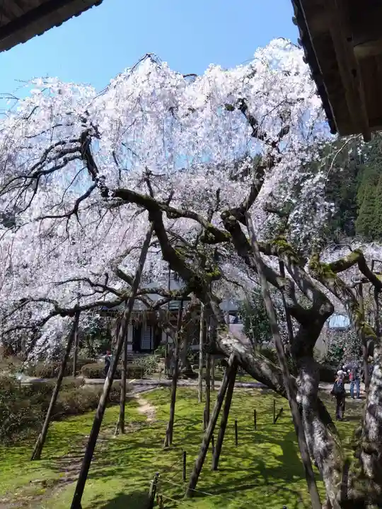 西雲寺(福井県)