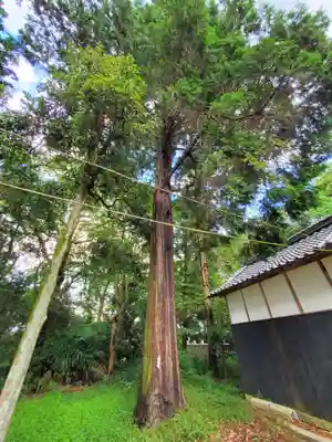 岩壷神社の自然
