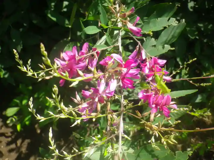 浄光明寺の自然
