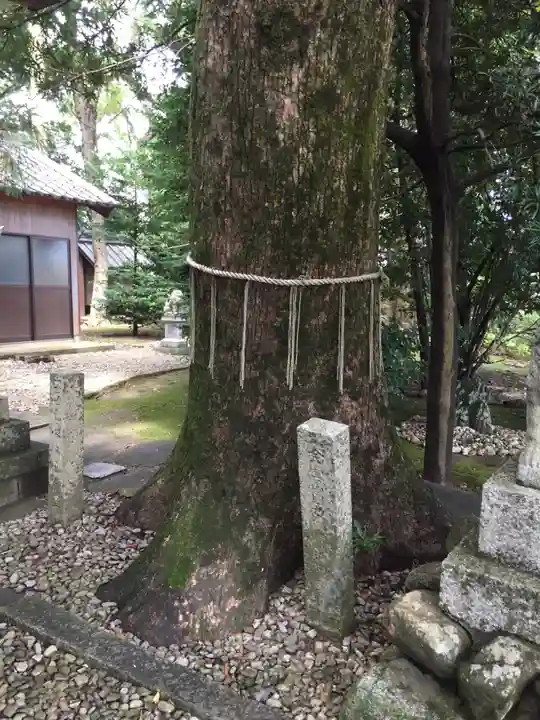 櫛田神社の自然