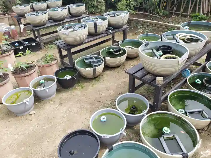 おふさ観音(観音寺)(奈良県)