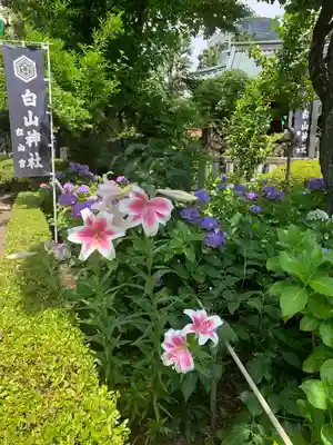 白山神社(東京都)