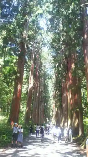 戸隠神社奥社の自然