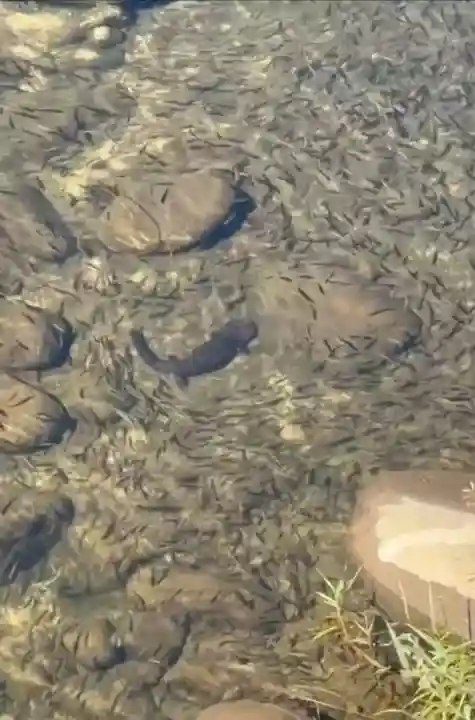 澄合厳島神社(広島県)