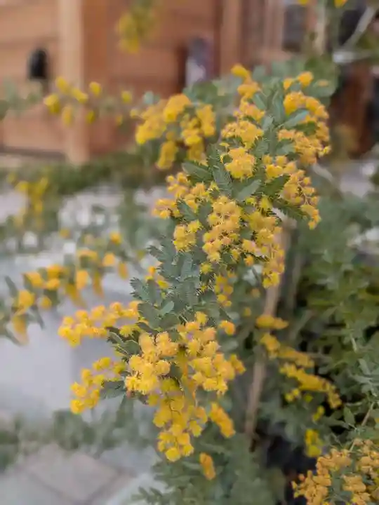 駒込妙義神社(東京都)