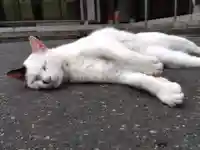 御誕生寺(猫寺)(福井県)