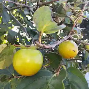 七重浜海津見神社の自然(2023年10月16日(月) 08時30分56秒投稿)