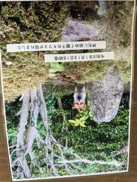 豊藤稲荷神社の{uncategorized: "未分類", other: "その他", undefined: "問題あり", building: "その他建物", grave: "お墓", sacred_gate: "鳥居", guardian: "狛犬", statue: "像", buddha: "仏像", history: "歴史", nature: "自然", garden: "庭園", animal: "動物", pagoda: "塔", temizu: "手水舎", mountain_gate: "山門・神門", sanctuary: "本殿・本堂", subordinate: "末社・摂社", art: "芸術", scenery: "景色", jizo: "地蔵", ema: "絵馬", goshuin: "御朱印", omikuji: "おみくじ", items: "授与品その他", amulet: "お守り", goshuincho: "御朱印帳", eats: "食事", festival: "お祭り", votive_dance: "神楽", shichigosan: "七五三参", wedding: "結婚式", experience: "体験その他", initially: "初詣", around: "周辺", anti_infection: "感染症対策"}