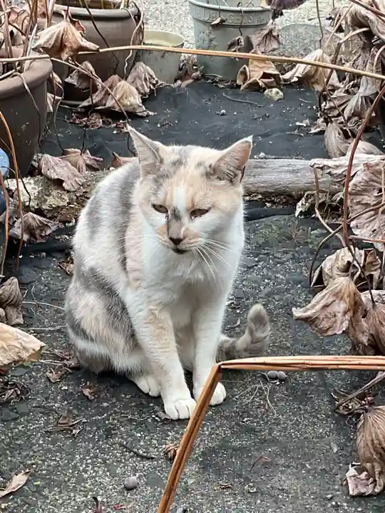 一心寺・一心禅寺の動物