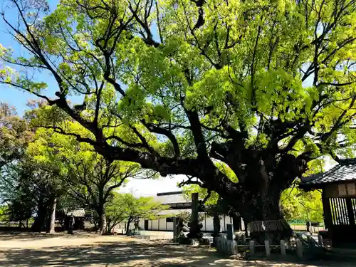 大善寺玉垂宮の自然