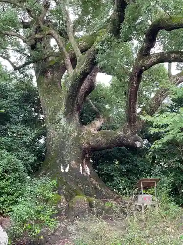 壺井八幡宮の自然