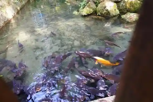 枚岡神社の動物