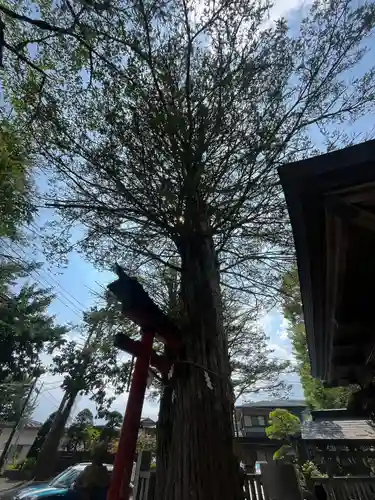 淺間神社（忍野八海）(山梨県)