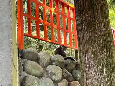 伏見稲荷大社 奥社奉拝所の動物