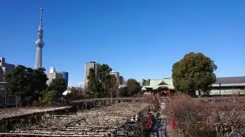 亀戸天神社の庭園