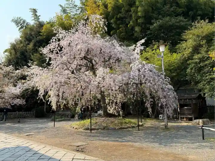 平野神社(京都府)