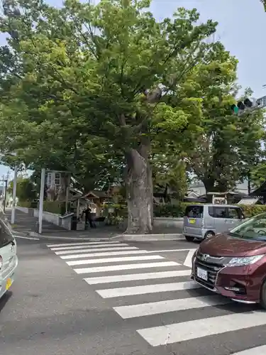 松本神社の自然