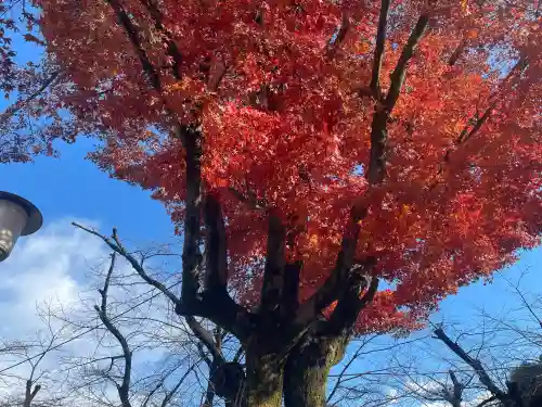 喜多院の{uncategorized: "未分類", other: "その他", undefined: "問題あり", building: "その他建物", grave: "お墓", sacred_gate: "鳥居", guardian: "狛犬", statue: "像", buddha: "仏像", history: "歴史", nature: "自然", garden: "庭園", animal: "動物", pagoda: "塔", temizu: "手水舎", mountain_gate: "山門・神門", sanctuary: "本殿・本堂", subordinate: "末社・摂社", art: "芸術", scenery: "景色", jizo: "地蔵", ema: "絵馬", goshuin: "御朱印", omikuji: "おみくじ", items: "授与品その他", amulet: "お守り", goshuincho: "御朱印帳", eats: "食事", festival: "お祭り", votive_dance: "神楽", shichigosan: "七五三参", wedding: "結婚式", experience: "体験その他", initially: "初詣", around: "周辺", anti_infection: "感染症対策"}