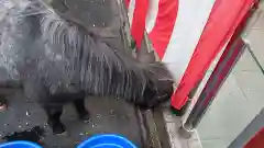 神田神社（神田明神）の動物