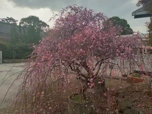 和泉國一之宮　大鳥大社(大阪府)